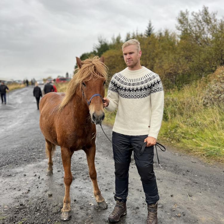 Wild Horses in Iceland