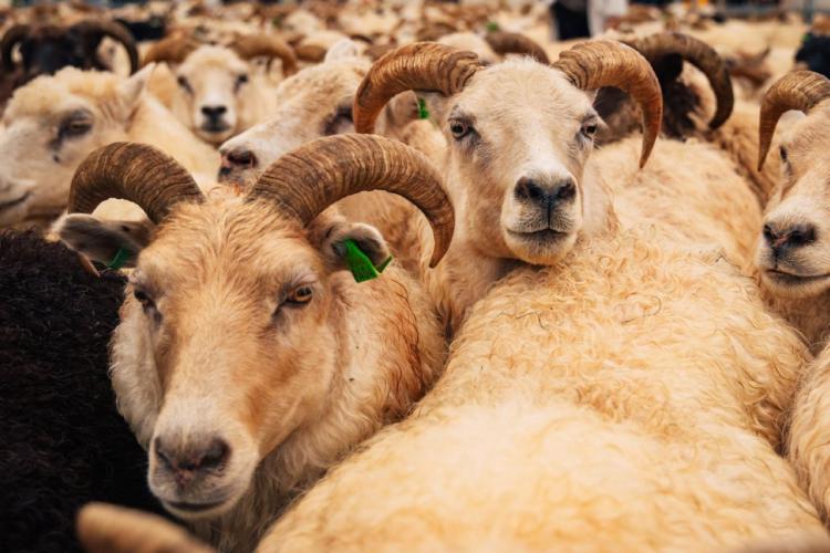 Types de laine : qu’est-ce que la laine mérinos?