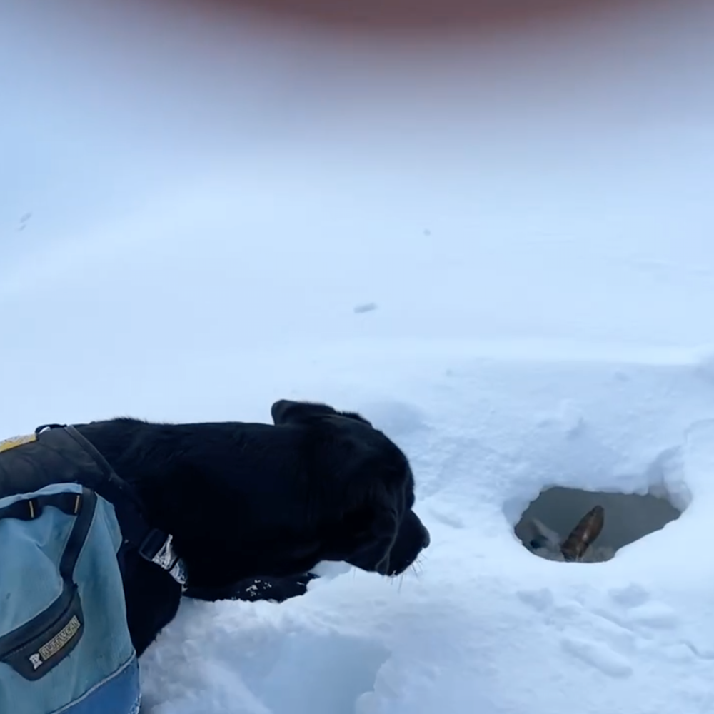 Icelandic Hunters Found a Live Sheep Buried Under Snow