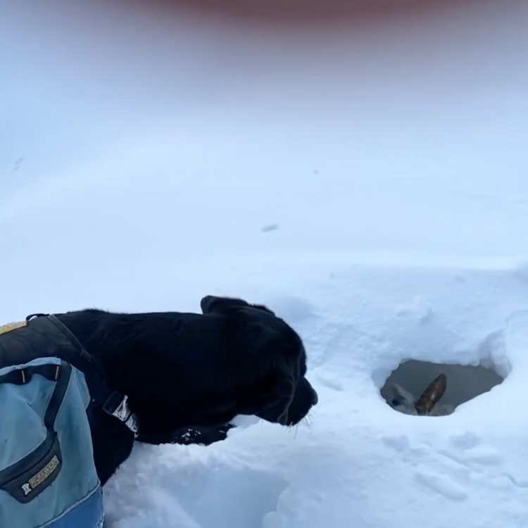 Icelandic Hunters Found a Live Sheep Buried Under Snow